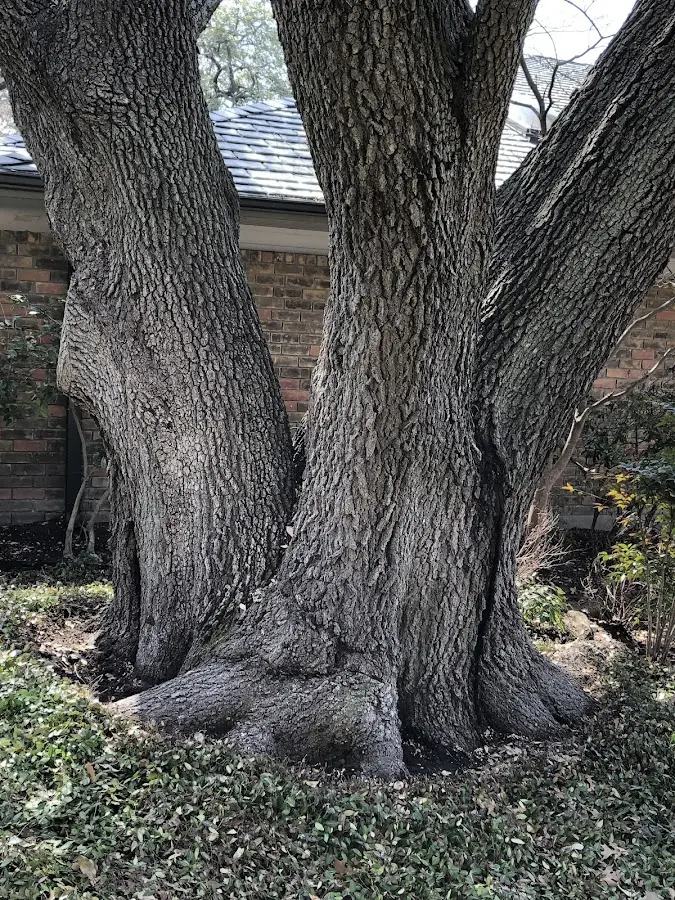 Mature heritage tree close to a Brecksville property cared for by certified arborists